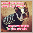 Pets of WP Engine Lucy the Boston Terrier