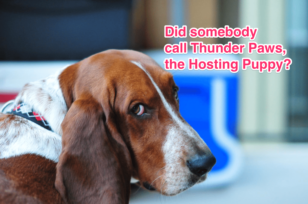 Pets of WP Engine - Thunder McKoy